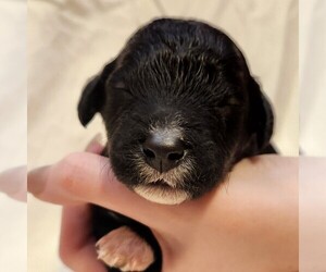 F2 Aussiedoodle Puppy for sale in COLUMBIA, TN, USA