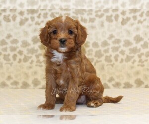 Cavapoo Puppy for sale in DENVER, PA, USA