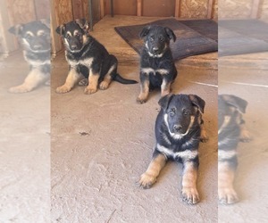 German Shepherd Dog Puppy for sale in HI VISTA, CA, USA