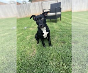 American Staffordshire Terrier-Boston Terrier Mix Dogs for adoption in OKLAHOMA CITY, OK, USA