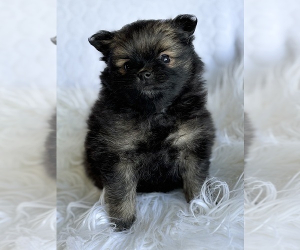 Medium Photo #3 Pomeranian Puppy For Sale in ROCK STREAM, NY, USA