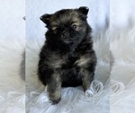 Small #2 Pomeranian