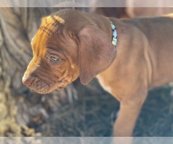 Medium Photo #15 Rhodesian Ridgeback Puppy For Sale in BOERNE, TX, USA