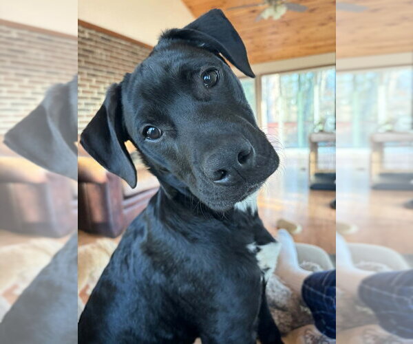Medium Photo #1 Mutt Puppy For Sale in Candler, NC, USA