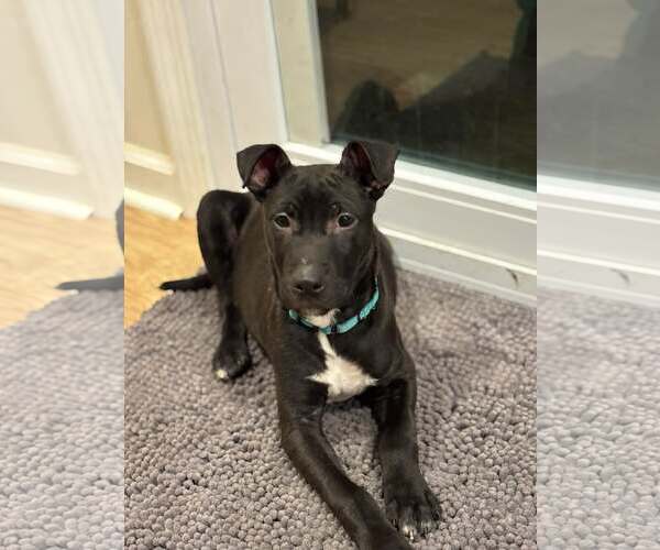 Medium Photo #6 Retriever -Unknown Mix Puppy For Sale in Woodbury, NY, USA