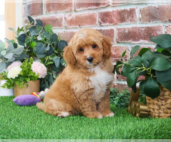 Medium Photo #10 Goldendoodle mix (+ Poodle Miniature) Puppy For Sale in SYRACUSE, IN, USA