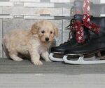 Small Photo #2 Labradoodle-Poodle (Miniature) Mix Puppy For Sale in NAPPANEE, IN, USA
