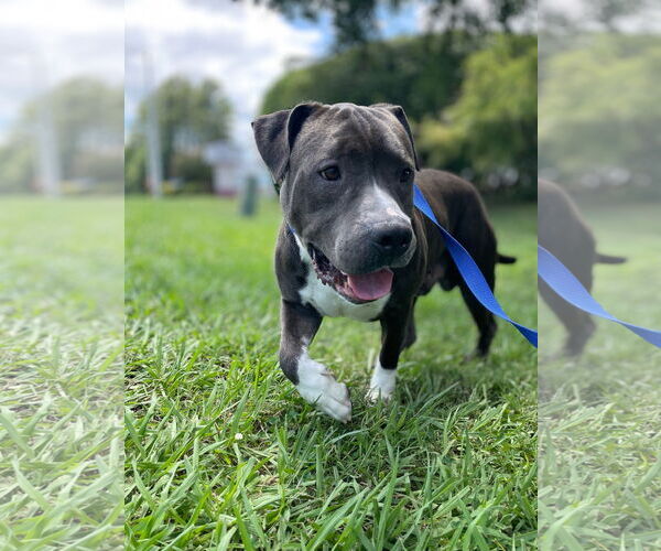 Medium Photo #1 Mutt Puppy For Sale in Virginia Beach, VA, USA