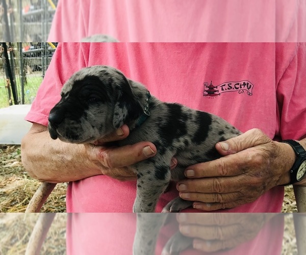 Medium Photo #2 Great Dane Puppy For Sale in THOMSON, GA, USA