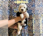 Small #1 Old English Sheepdog