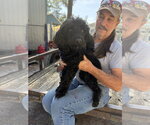 Small #3 Mutt