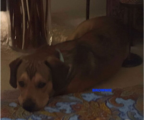 Medium Photo #4 Beagle-Unknown Mix Puppy For Sale in Woodland Hills, CA, USA