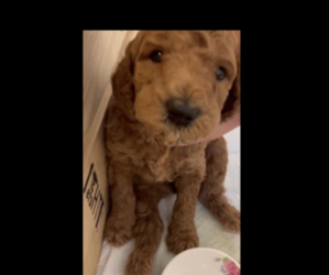 Poodle (Standard) Puppy for sale in MONTEREY PARK, CA, USA