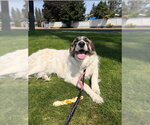 Ruby Pyr - Female Pyrenees Border Collie Dog for Adoption - Small photo