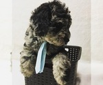 Small Photo #5 Labradoodle Puppy For Sale in COLCHESTER, CT, USA