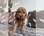 Puppy Brownie Goldendoodle (Miniature)