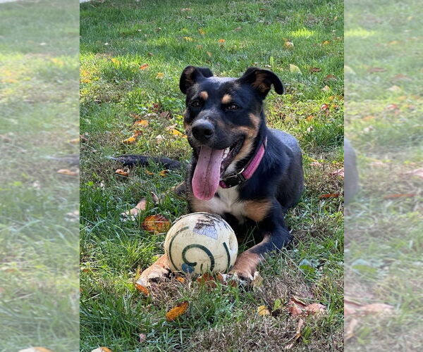 Medium Photo #5 Rottweiler-Unknown Mix Puppy For Sale in Brewster, NY, USA