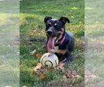 Small #4 Rottweiler Mix
