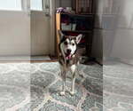 Small #3 Siberian Husky Mix