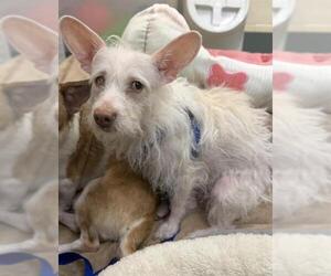 Chihuahua Dogs for adoption in Boston, MA, USA