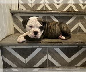 American Bully Puppy for Sale in CRANSTON, Rhode Island USA