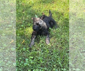 Poodle (Standard)-Unknown Mix Dogs for adoption in Pacolet, SC, USA