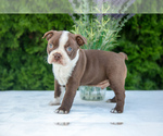 Puppy Max Boston Terrier