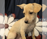 Small #1 Chihuahua Mix