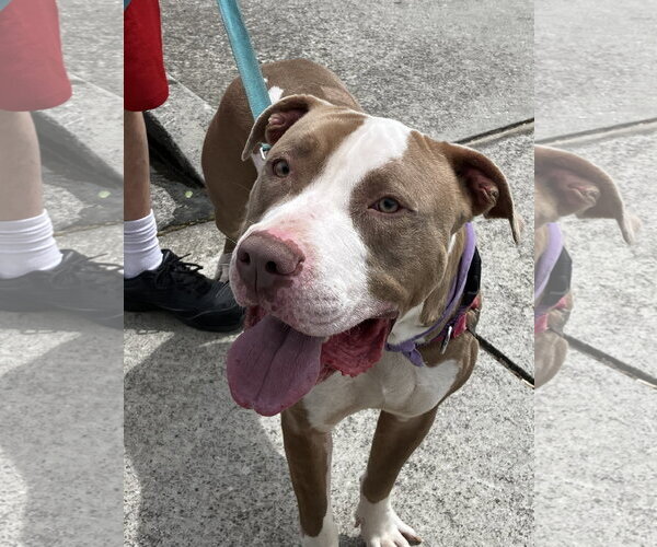 Medium Photo #2 American Bulldog-American Staffordshire Terrier Mix Puppy For Sale in Decatur, GA, USA