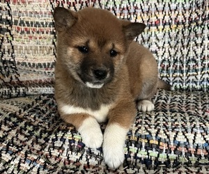 Medium Shiba Inu