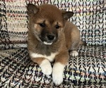 Puppy 6 Shiba Inu