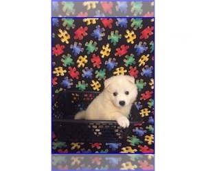 American Eskimo Dog Puppy for sale in CLARKSVILLE, TN, USA