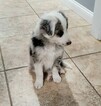 Small Photo #11 Border Collie Puppy For Sale in ROCK ISLAND, IL, USA