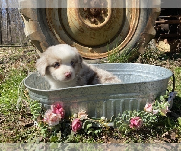Full screen Photo #2 Miniature Australian Shepherd Puppy For Sale in ARCHDALE, NC, USA