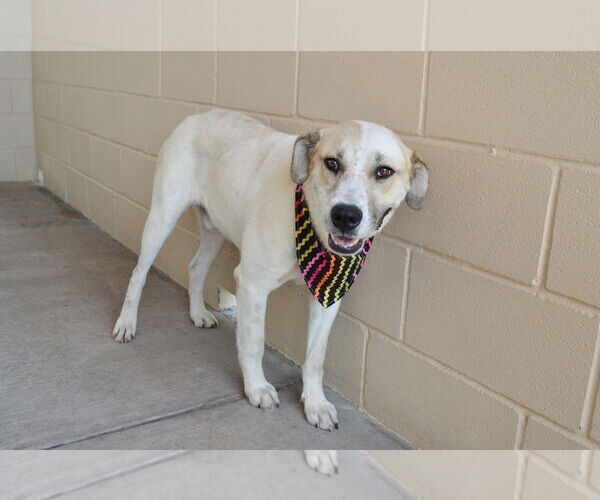 Medium Photo #3 Great Pyrenees-Unknown Mix Puppy For Sale in McKinney, TX, USA