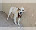 Small #2 Great Pyrenees Mix