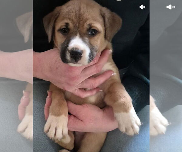 Medium Photo #1 Mutt Puppy For Sale in The Woodlands, TX, USA