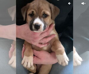 Mutt Dogs for adoption in The Woodlands, TX, USA