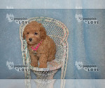 Small #9 Poodle (Toy)