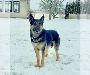 Mother of the German Shepherd Dog puppies born on 11/21/2024