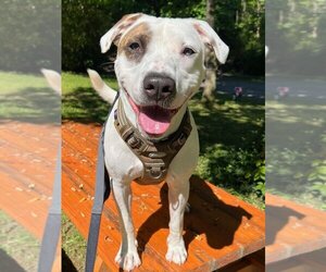 American Bulldog-Unknown Mix Dogs for adoption in Ellijay, GA, USA