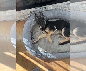German Shepherd Dog Puppy for sale in CAROL STREAM, IL, USA