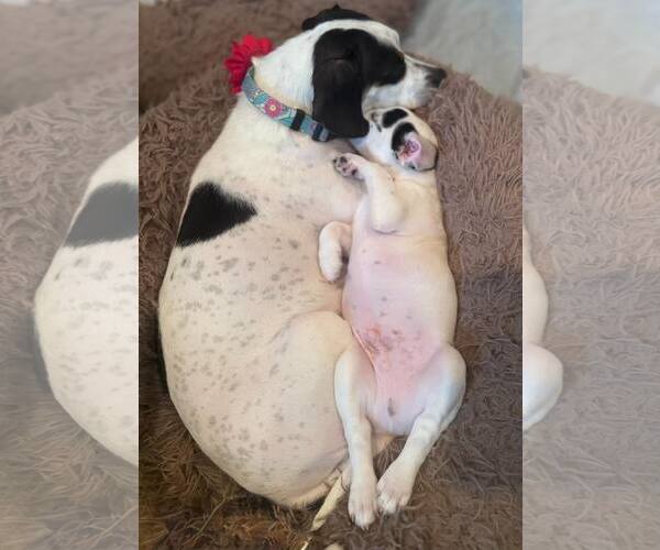 Medium Photo #8 Beagle-Unknown Mix Puppy For Sale in Arlington, VA, USA