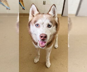 Siberian Husky Dogs for adoption in Derwood, MD, USA