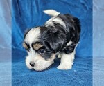 Small #5 Morkie