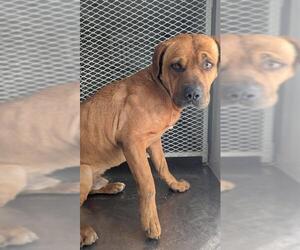 Mutt Dogs for adoption in Bakersfield, CA, USA