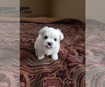 Small Photo #7 Maltese Puppy For Sale in OPELIKA, AL, USA