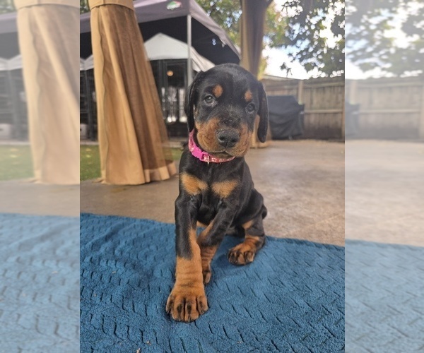 Medium Photo #5 Doberman Pinscher Puppy For Sale in MIAMI, FL, USA