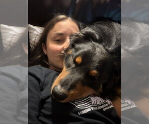 Creed - Male Australian Shepherd-Unknown Mix Dog for Adoption - Photo #7
