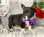 Small Photo #1 Pembroke Welsh Corgi Puppy For Sale in LANCASTER, PA, USA